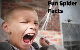 Spider Facts