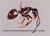 Argentine Ant