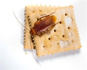 American Cockroach