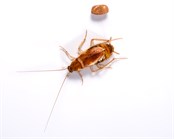 Brownbanded Cockroach