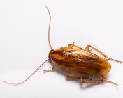 German Cockroach