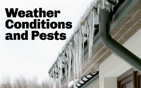 Winter Weather