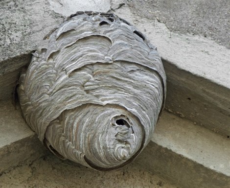 Small Wasp Nest