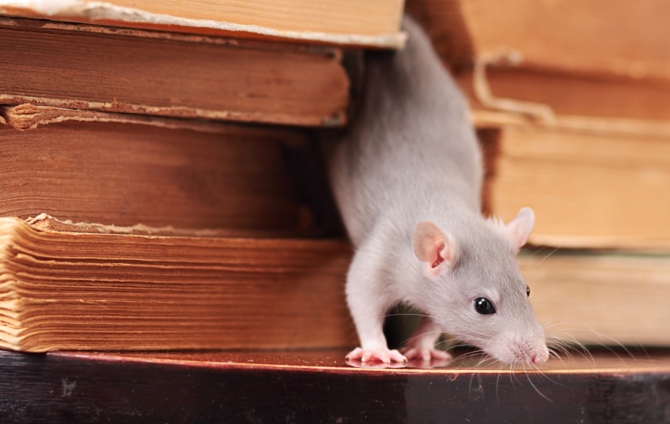Rat in books
