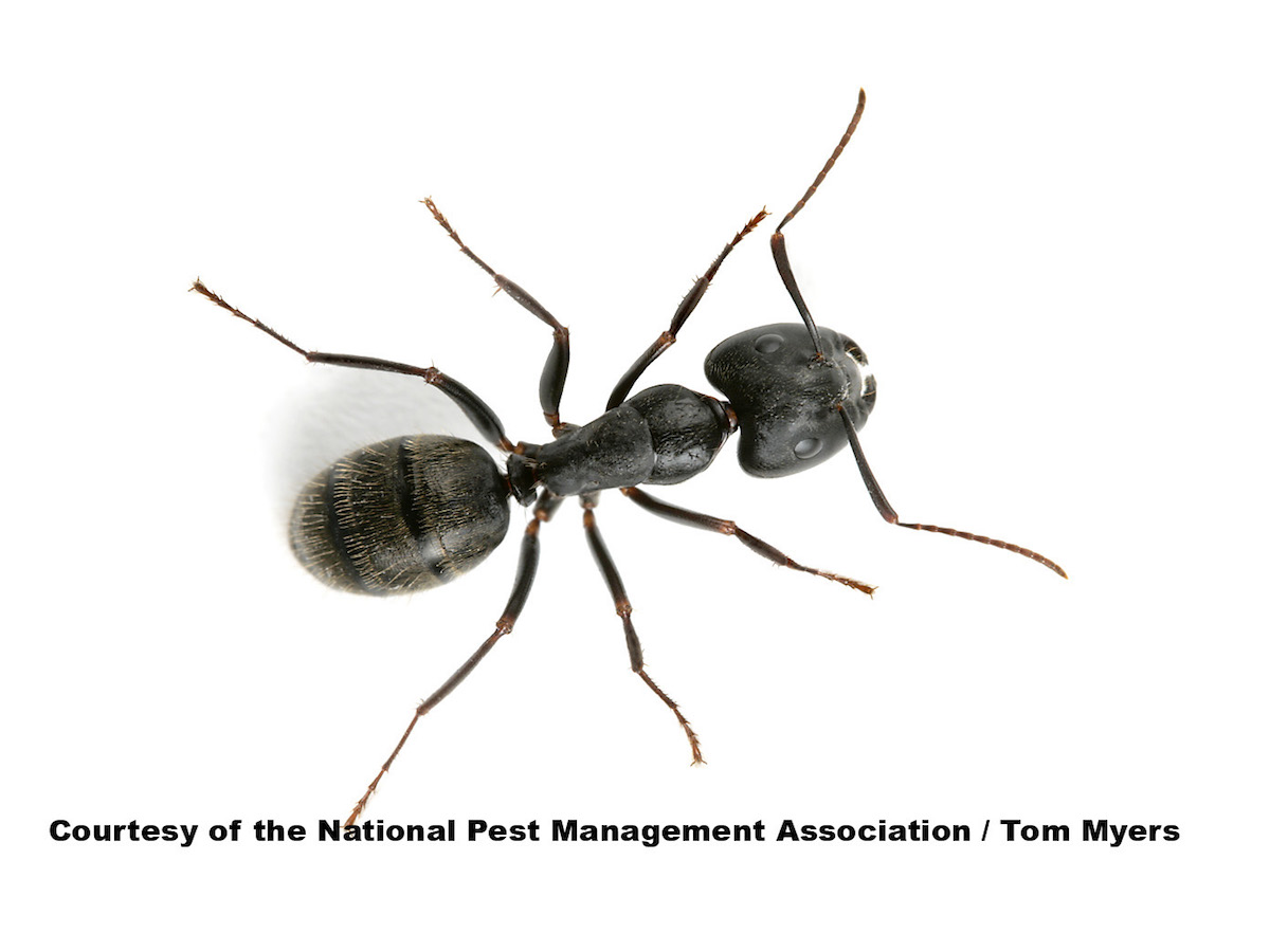 How do carpenter ants get inside a house?