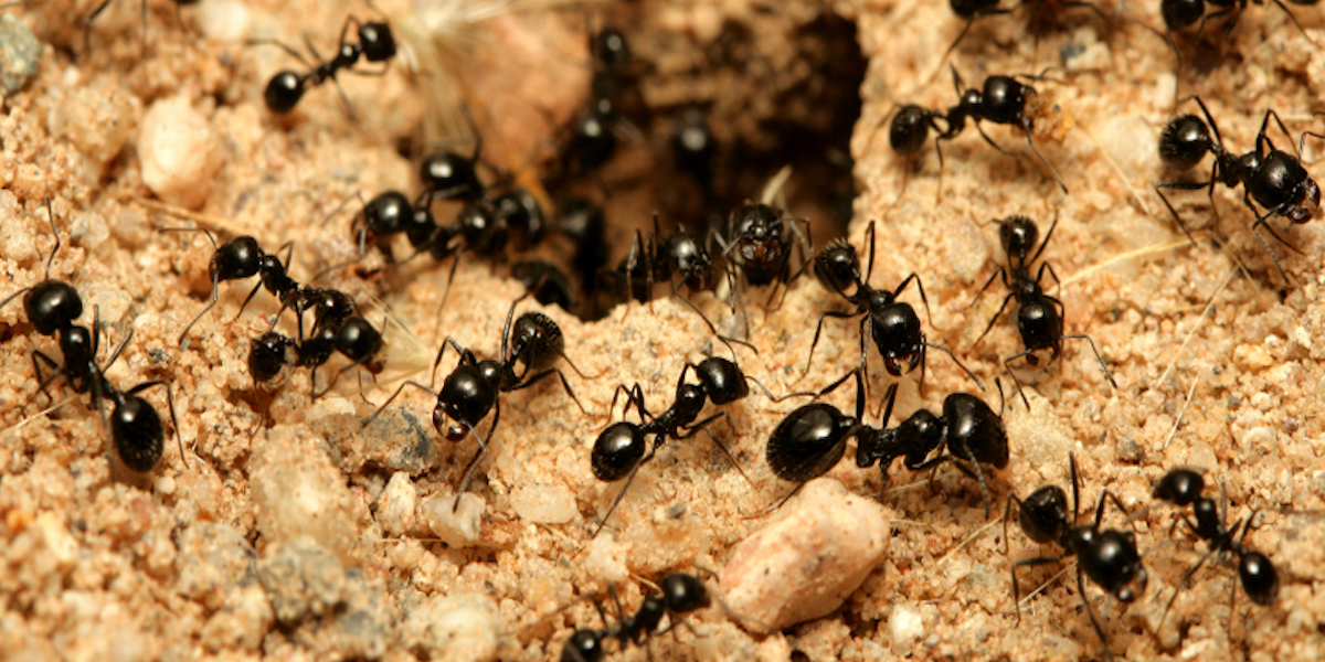 http://www.pestworld.org/media/560910/small-ants.jpg