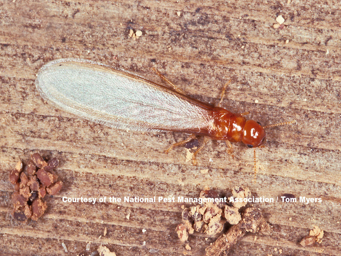 Drooghout termiet