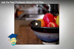 are fruits fattening where do fruit flies come from are fruits fattening where do fruit flies come from