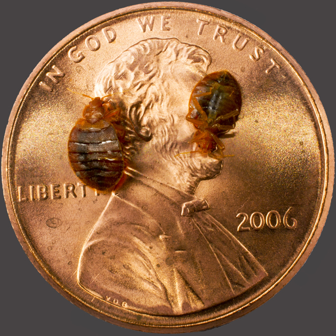 Bed Bug Biology: Bed Bug Size, Bed Bug Color & Anatomy - PestWorld