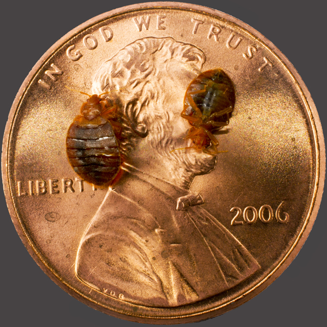 Image Result For Baby Bed Bug Image Result For Baby Bed Bug