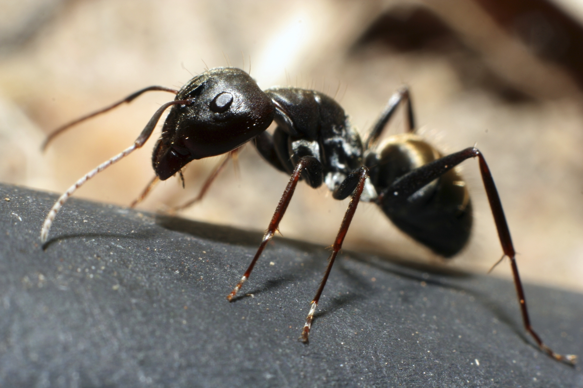 Information on Ants in houses: The Three Most Common Types ...