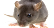 iStock_000011976868Small_rat2.jpg