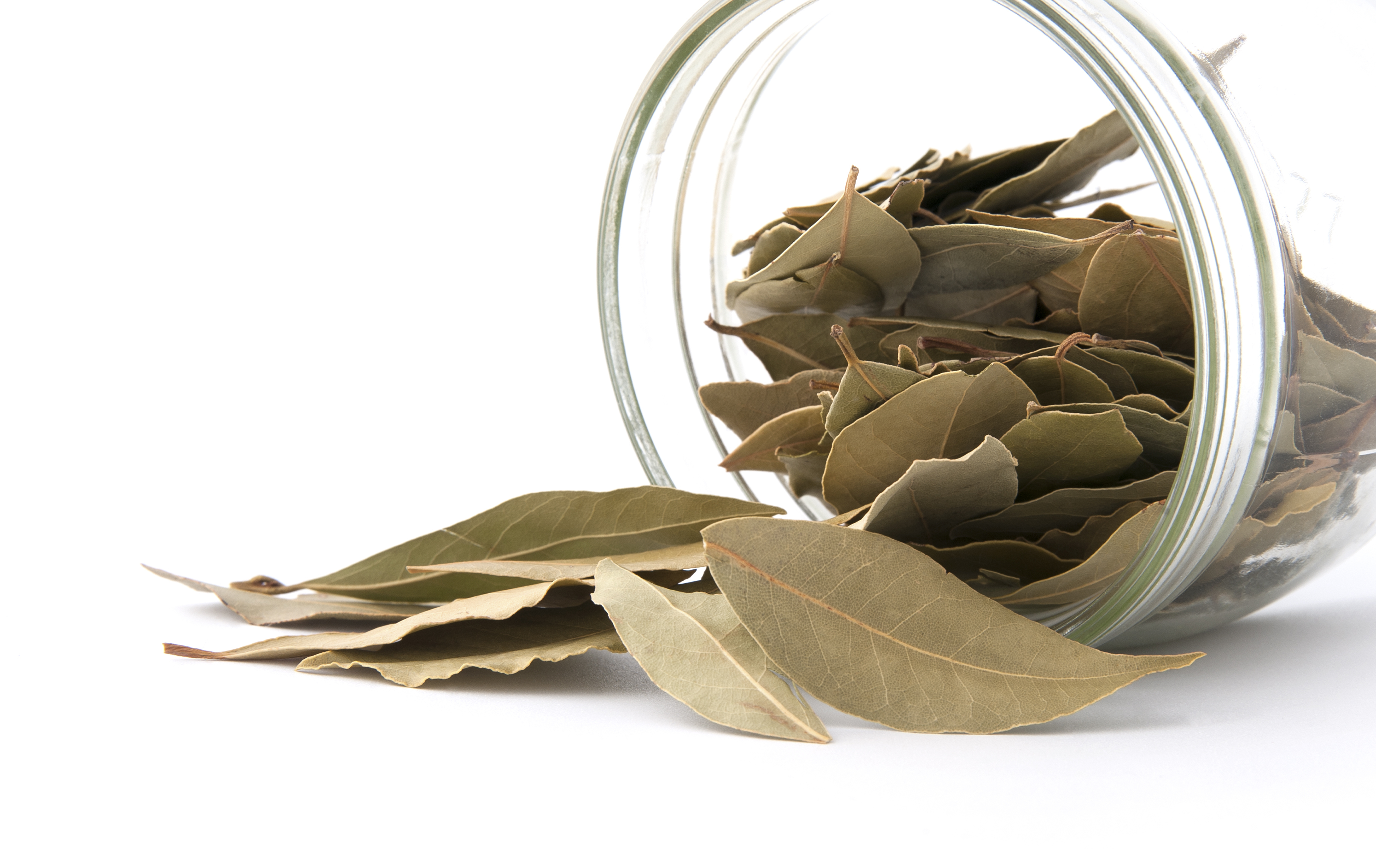 Tips to Prevent Common Pantry Pests, Moths PestWorld