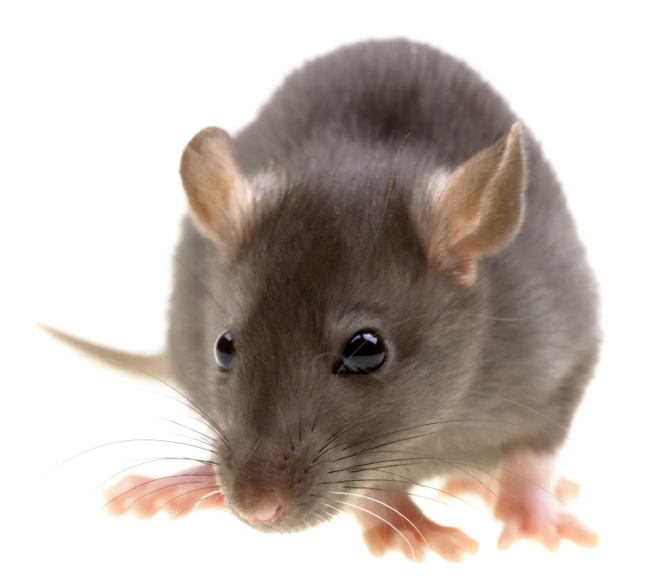Rodents 101 A Guide To Identifying Common Mice And Rat Species rodents-101-a-guide-to-identifying-common-mice-and-rat-species