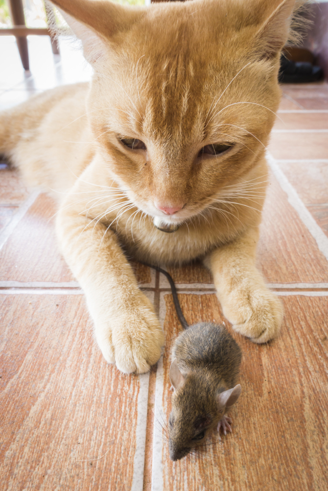 How To Keep Other Cats Off Your Property How To Keep Other Cats Off Your Property