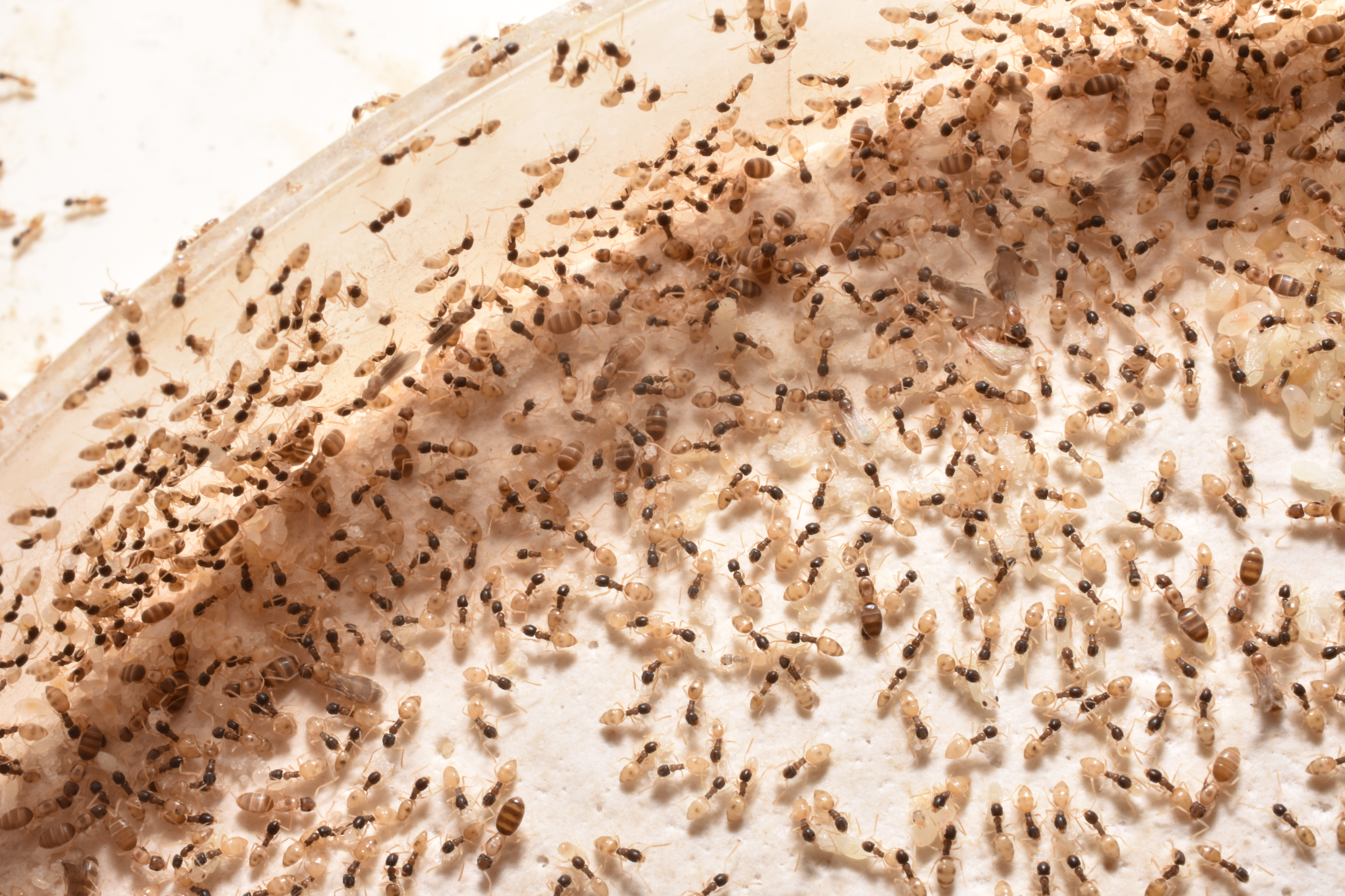 Inspirational White Ants In Kitchen Taste