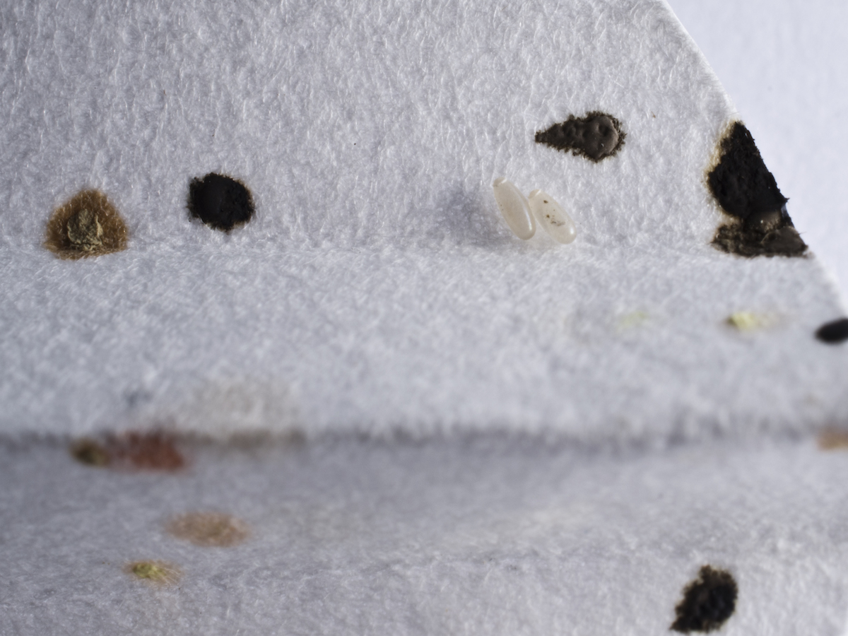 Where Do Bed Bugs Live? Bed Bug Detection & Bed Bug Life Cycle