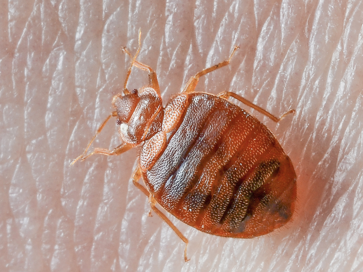 What Are Bed Bugs? How To Kill Bed Bugs - Medical News Today