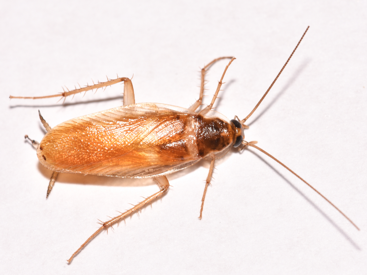 Cockroach Orion Pests