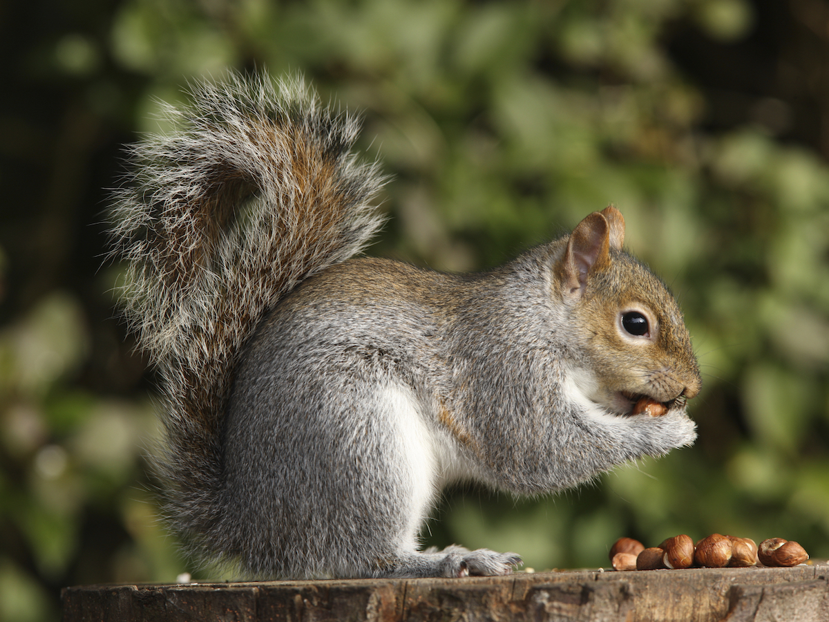 istock_000011878152_full_gray-squirrel.jpg