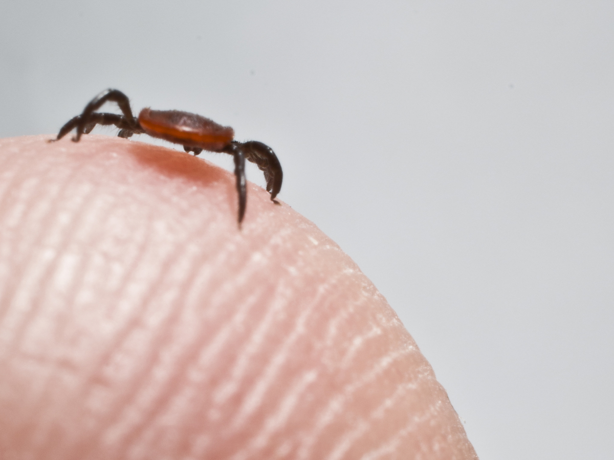 Blacklegged Deer Ticks: Removal & Control of Deer Ticks