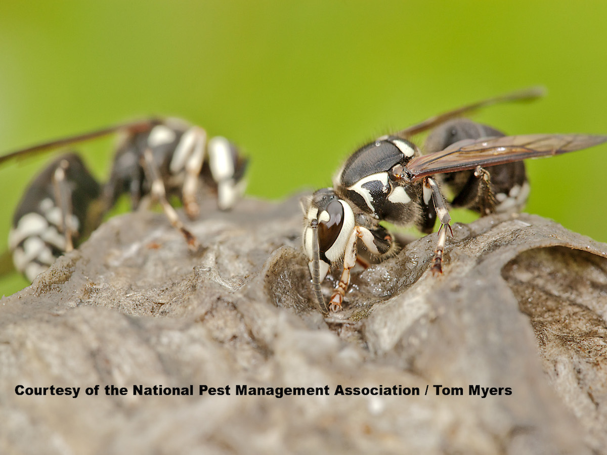 Does the bald faced hornet sting?