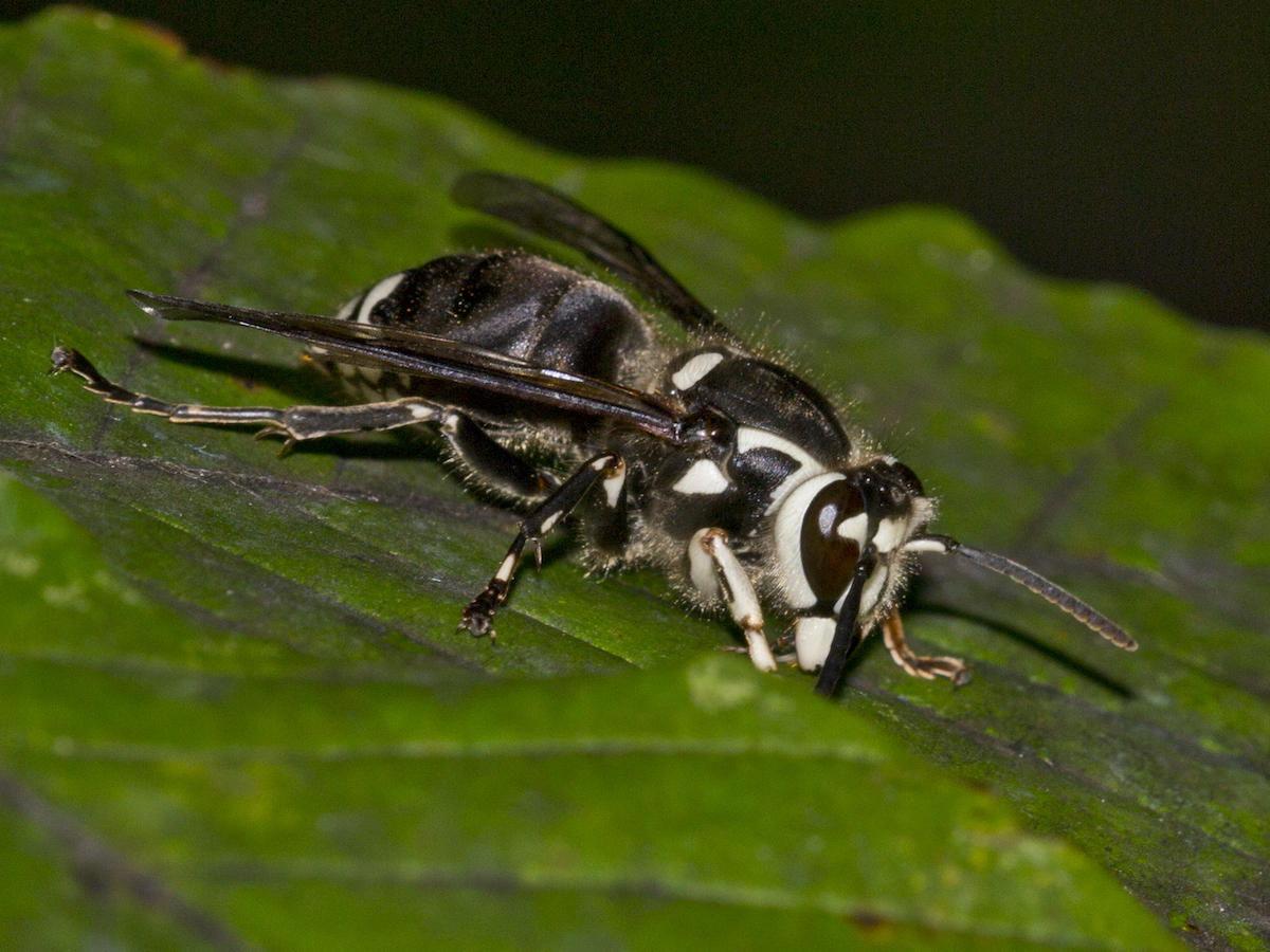 bald faced hornet nest hornets wasp bees profile stings yellow stripe rid jacket jackets insects stinging leaf pestworld