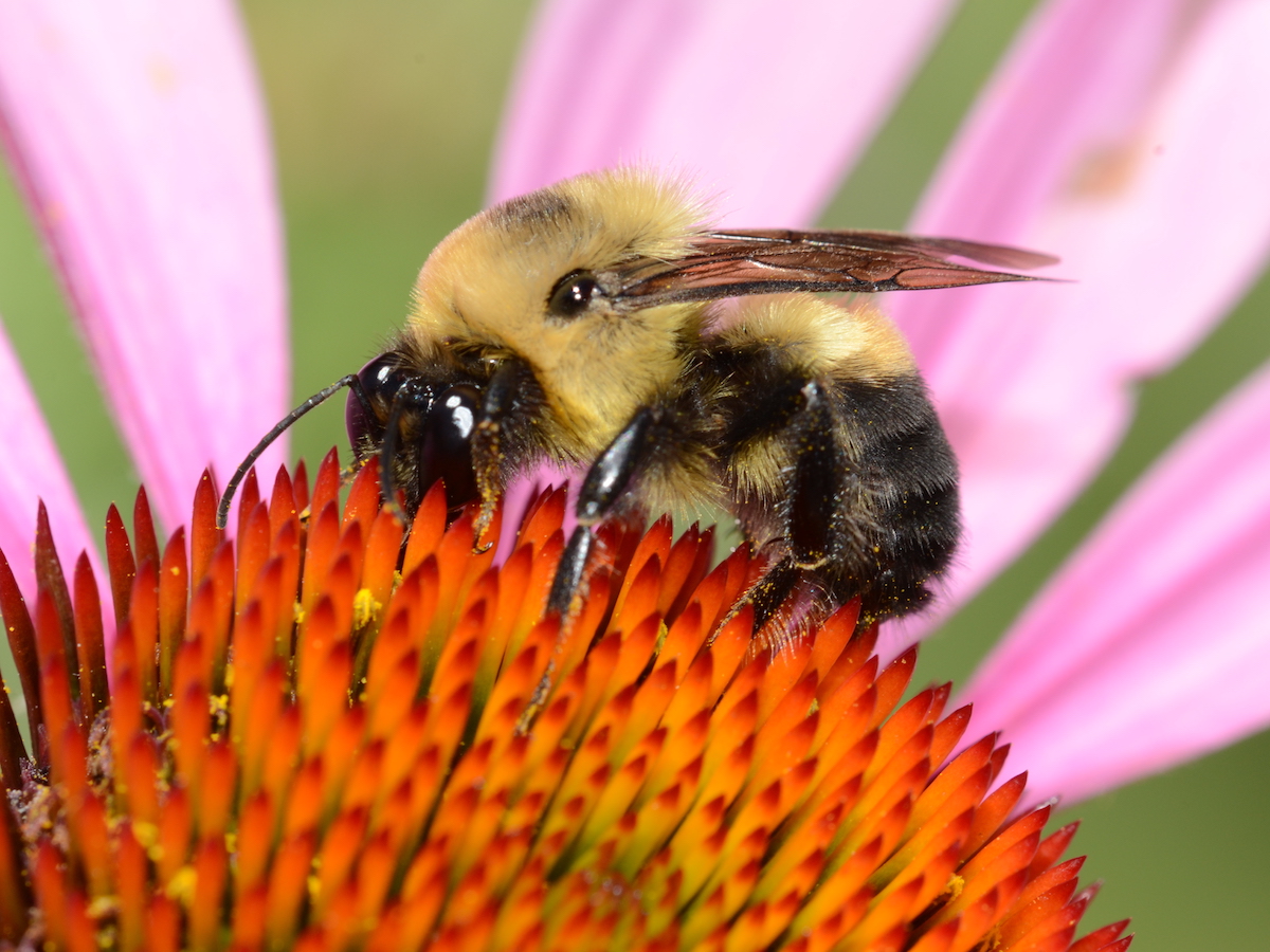 Bumble bee and flower 7.JPG