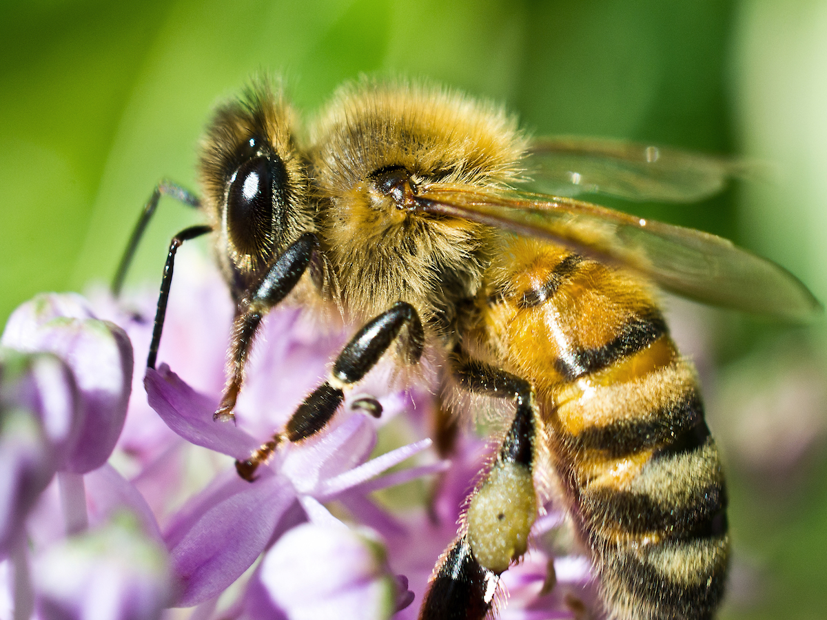 Honey bee foraging side view.jpg