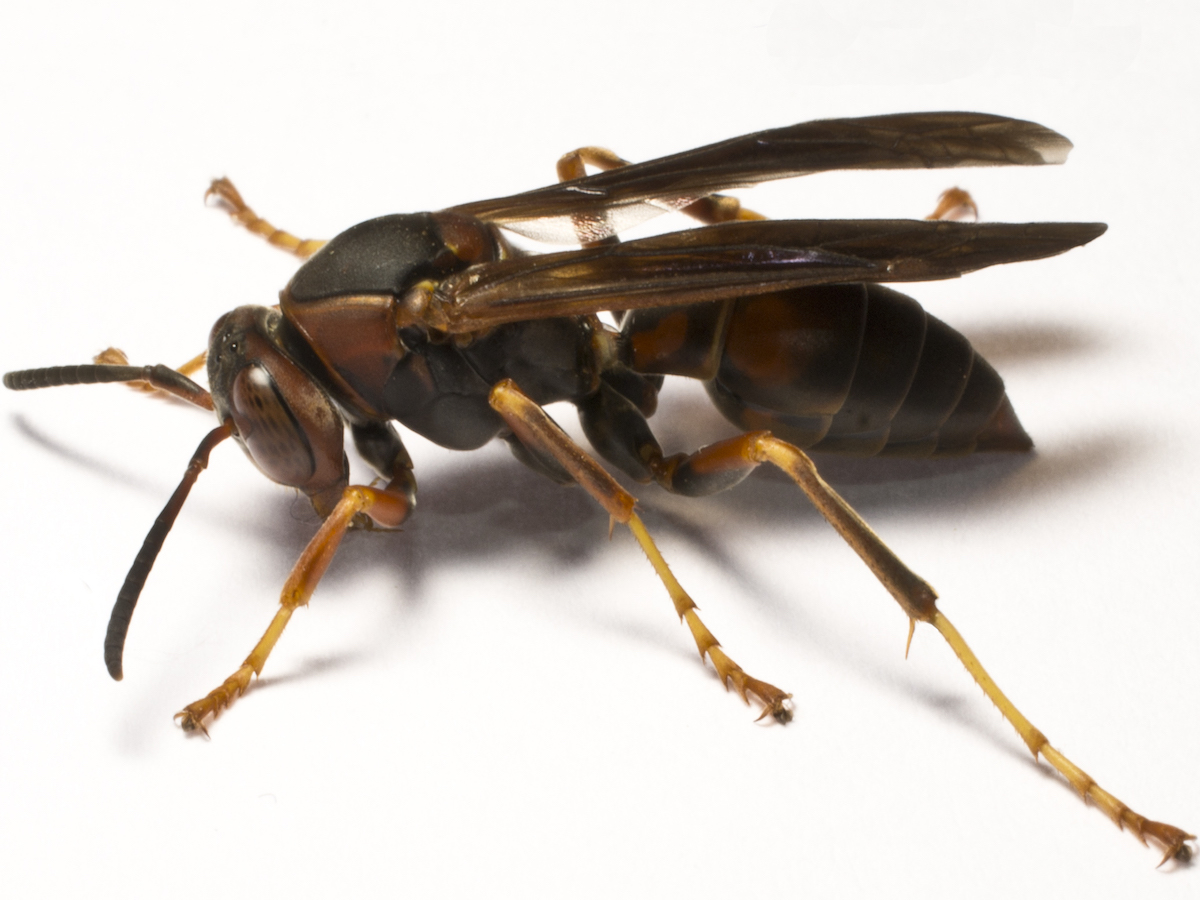 Paper wasp no text.jpg