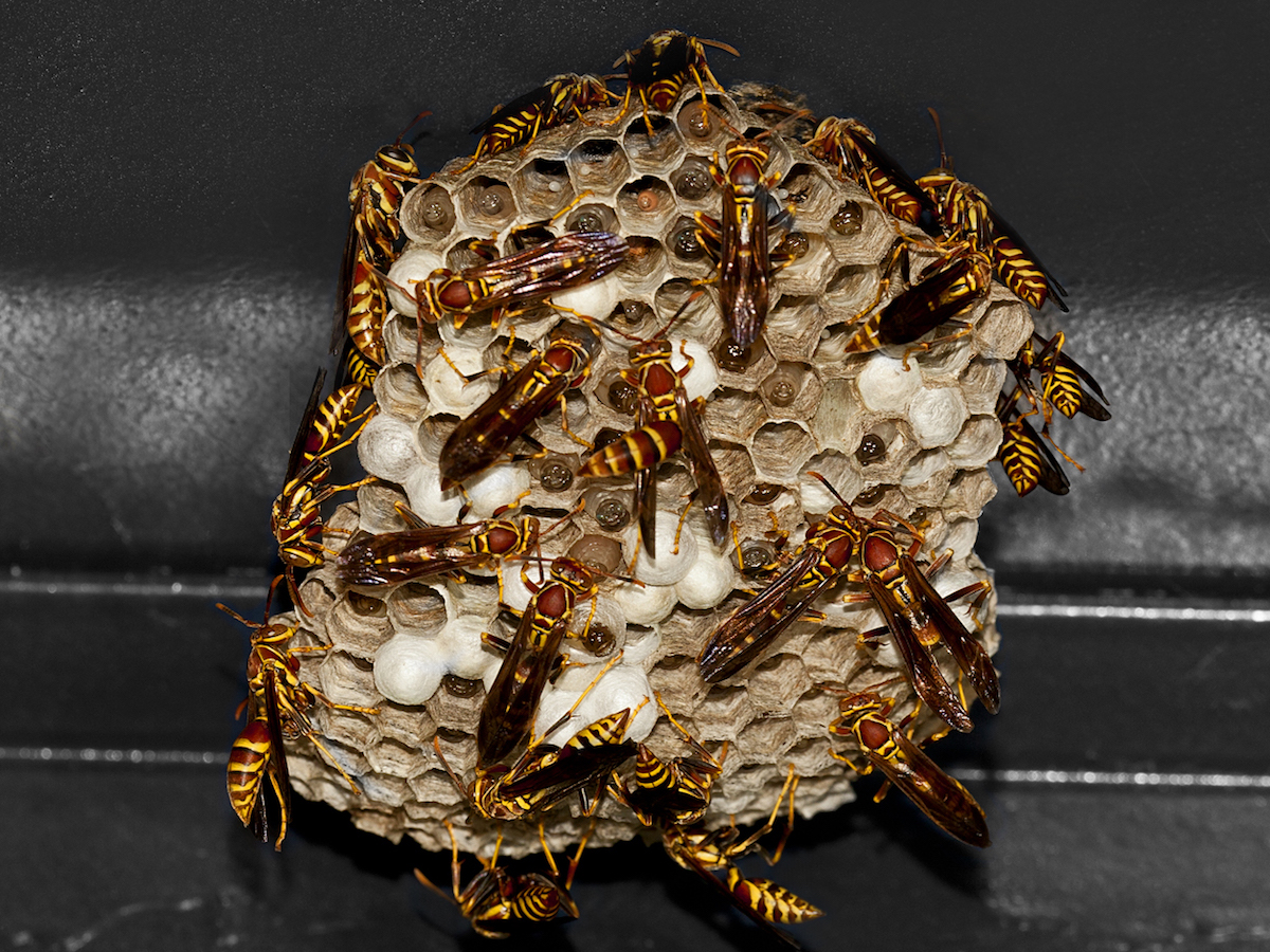 Paper Wasps How to Treat Stings & Remove Wasps