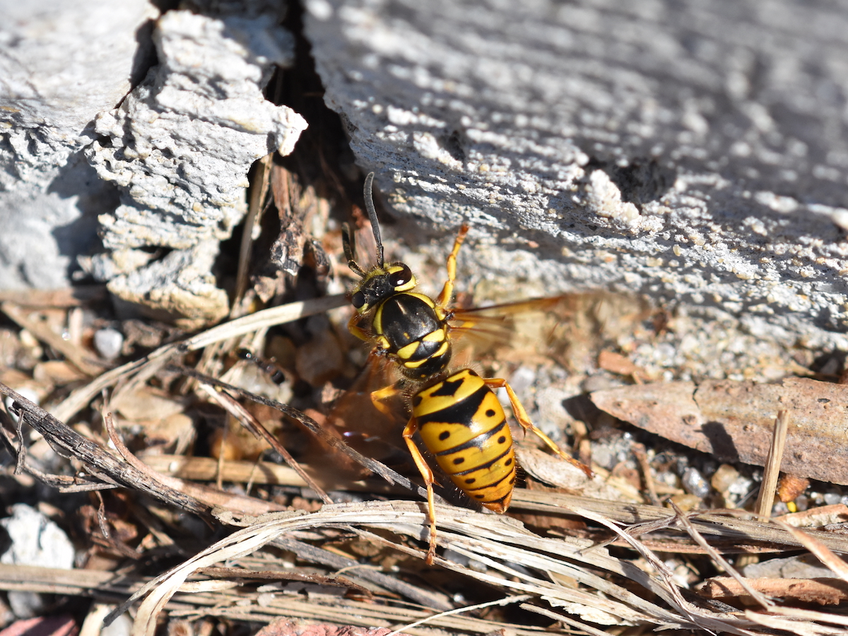 Yellow Jackets: How to Get Rid of Yellowjackets Stingers
