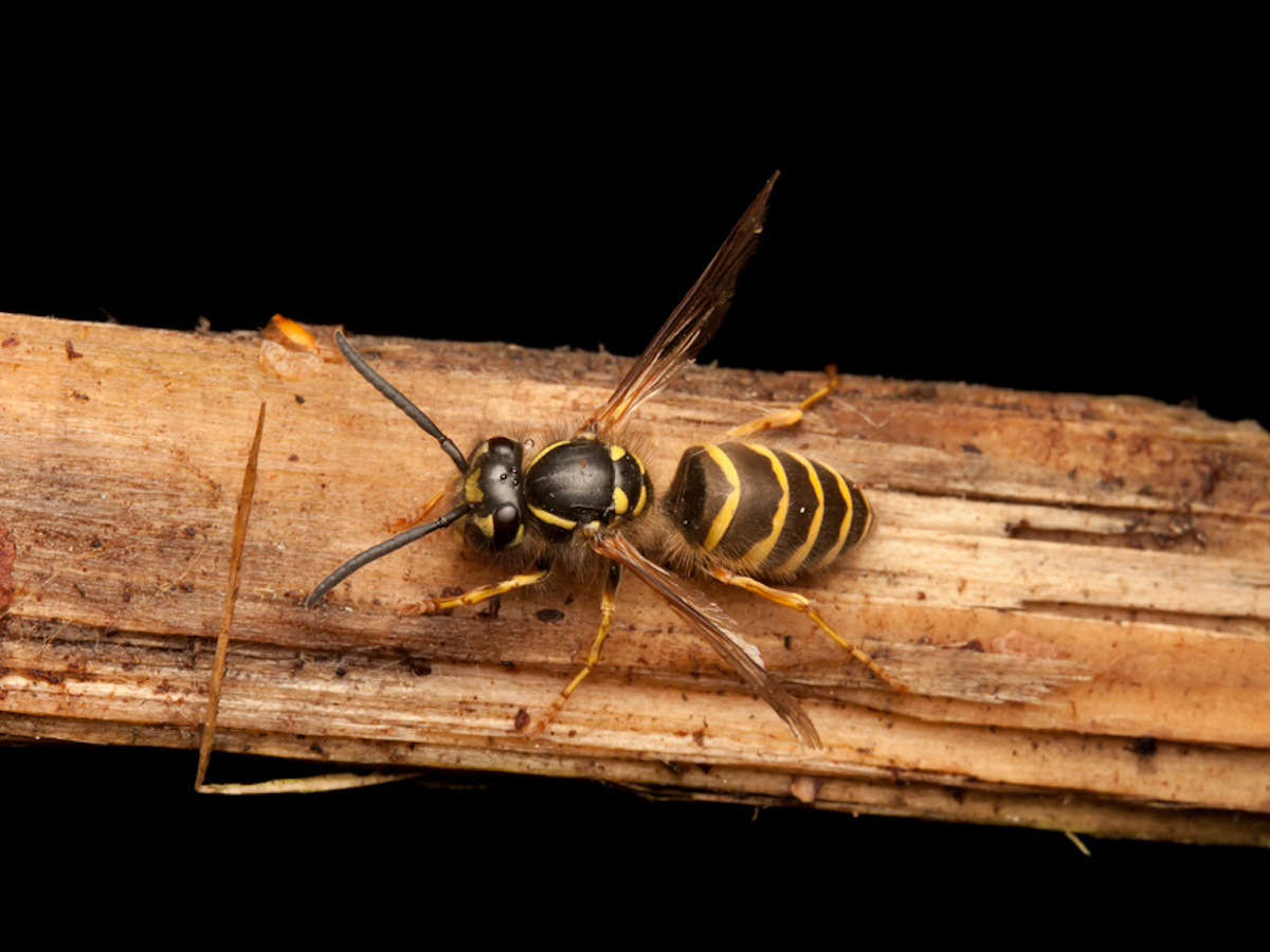 Yellow Jackets: How to Get Rid of Yellowjackets Stingers