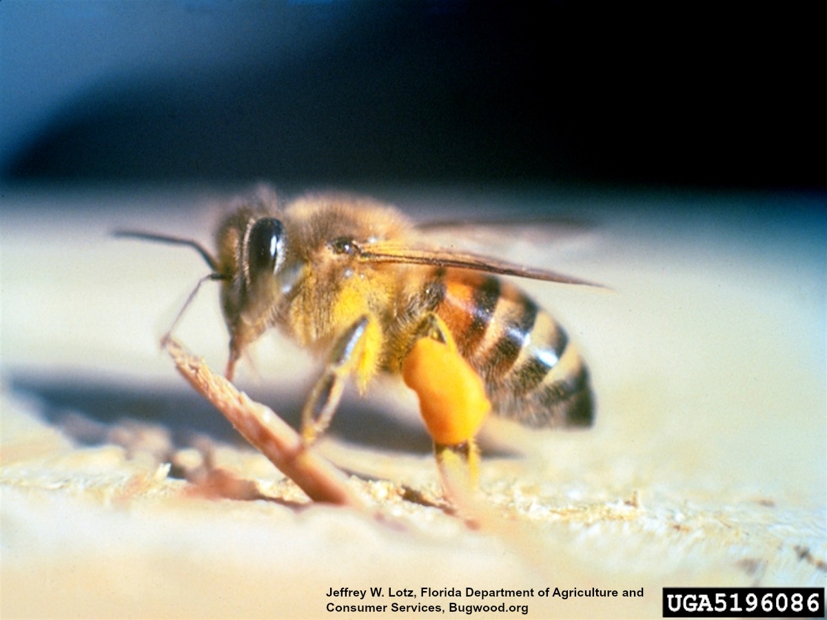 Africanized Killer Bee_InsectImages.org.jpg