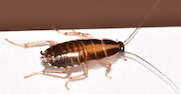 German cockroach nymph 4.JPG