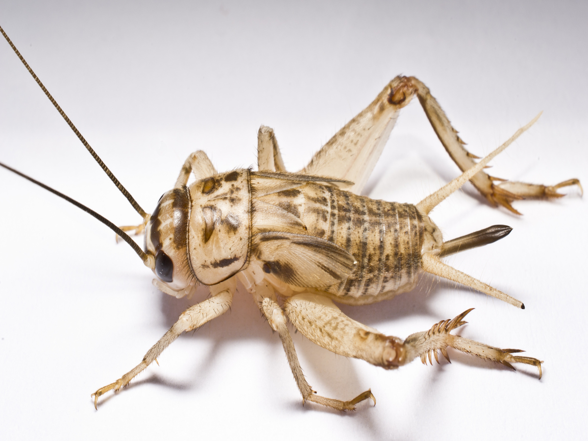 Pictures Of Crickets 19