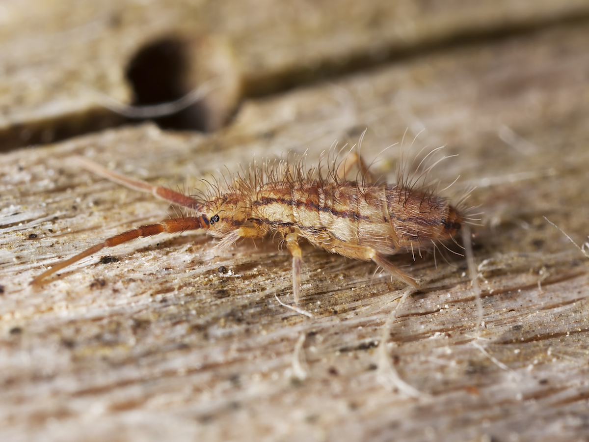 How do you get rid of springtails in your house?