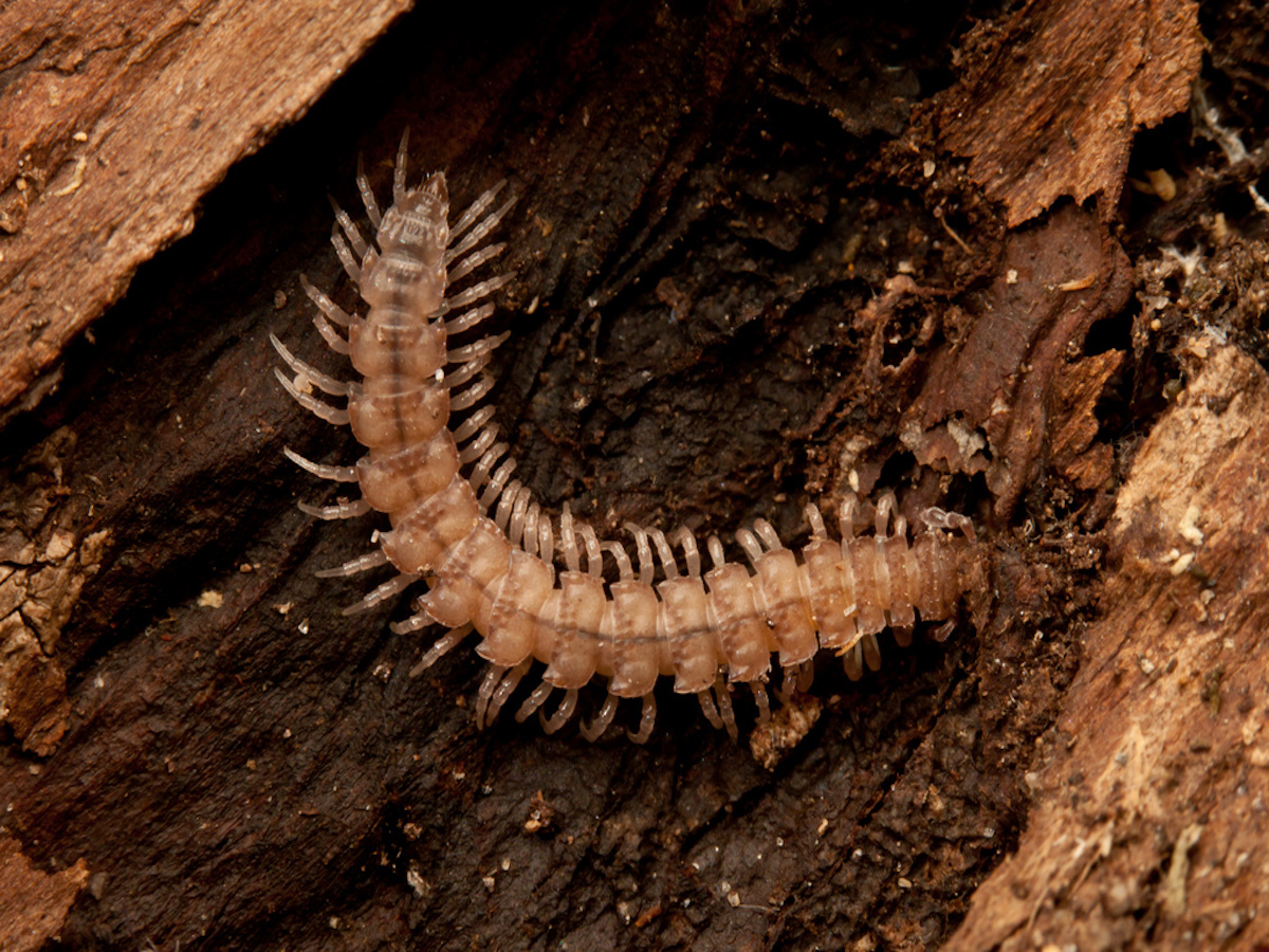 How do you get rid of millipedes?