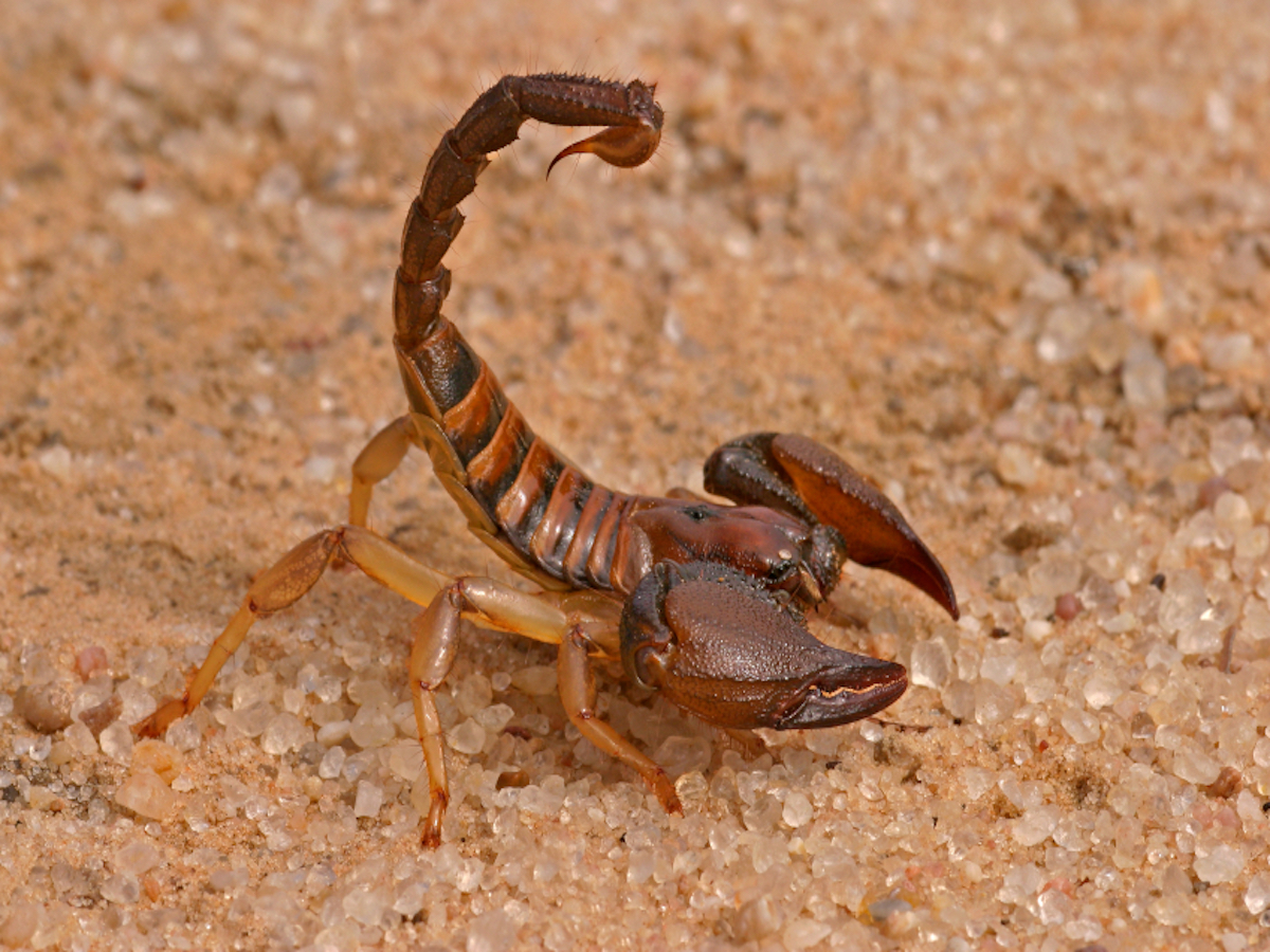 Scorpions Facts About Scorpion Bites Scorpion Control Scorpions Facts About Scorpion Bites Scorpion Control