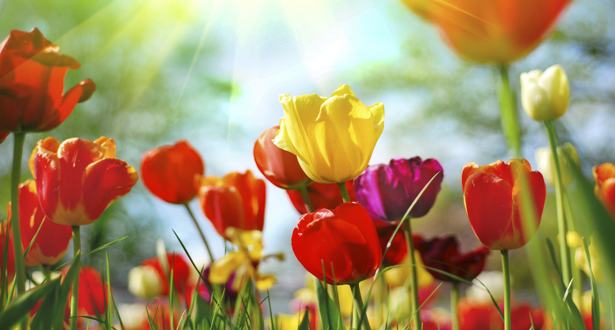 Spring.jpg
