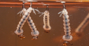 aedes-aegypti-larvae.jpg