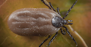 Brown Dog Tick.jpg