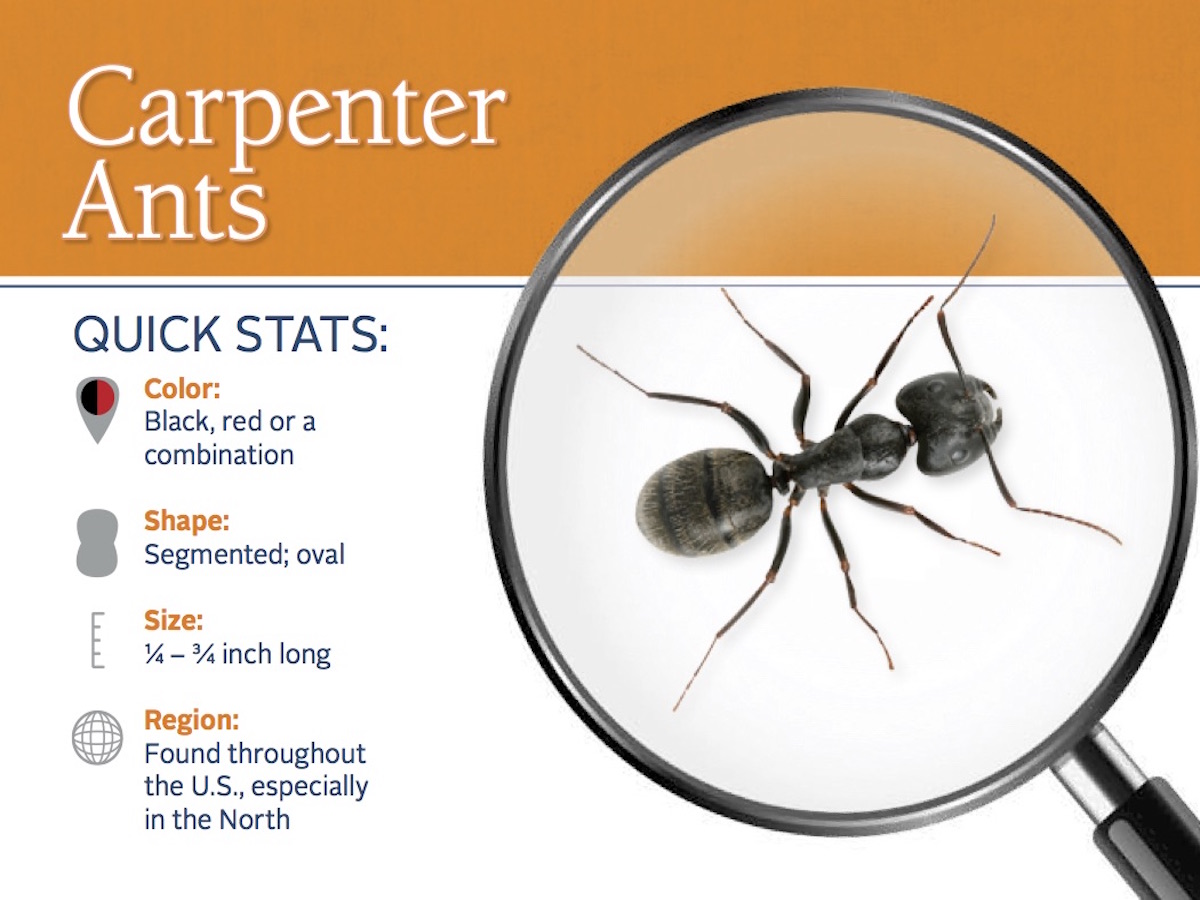 How To Get Rid Of Black Carpenter Ants In Your Home