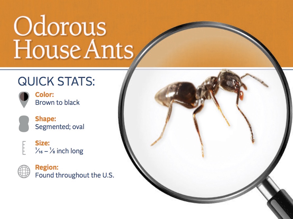 Odorous House Ants Odorous Ants Pest Control Profile