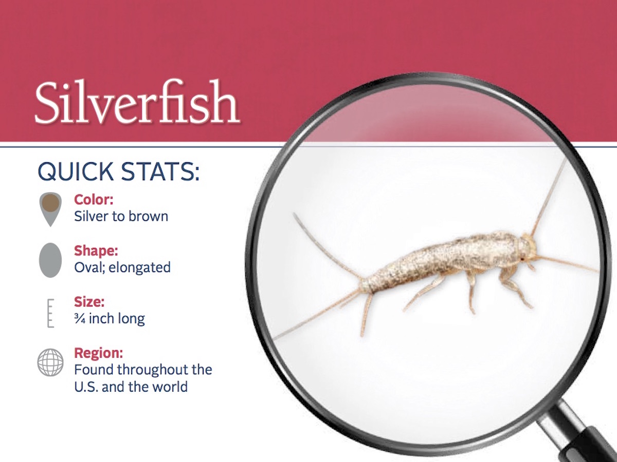 Silverfish Generasjonsskifte Landbruk
