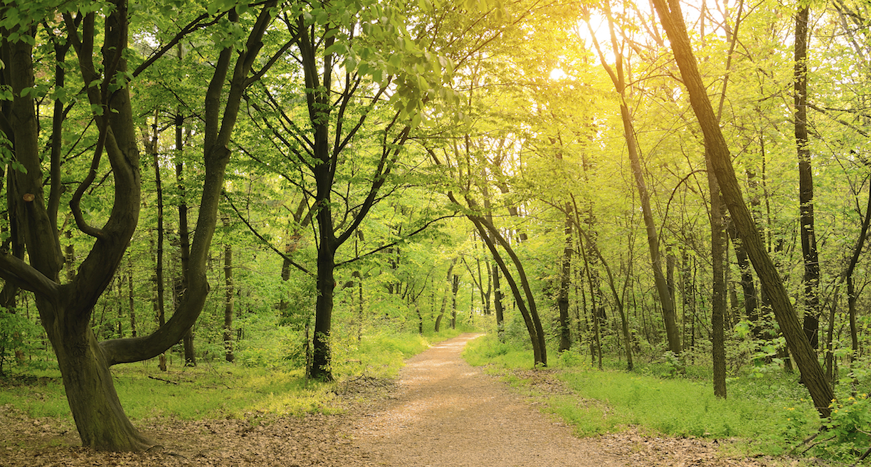 Wooded hiking path.jpg (1)