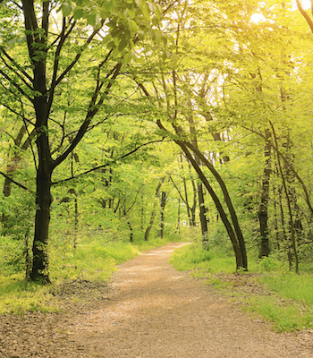 wooded-hiking-path.jpg