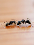 iStock_000012568161Small_honey ants.jpg