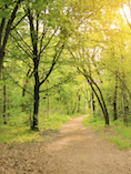 Wooded hiking path.jpg