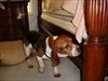 [BED-BUG-SNIFFING-DOG].- [NEWS-&amp;-VIEWS-BLOG-IMAGES] -Pest Media